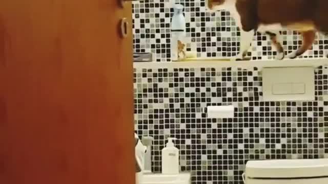 Just testing the gravity 😹😂😂
