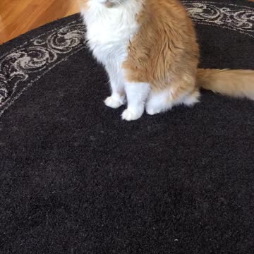 Steven the talking Cat