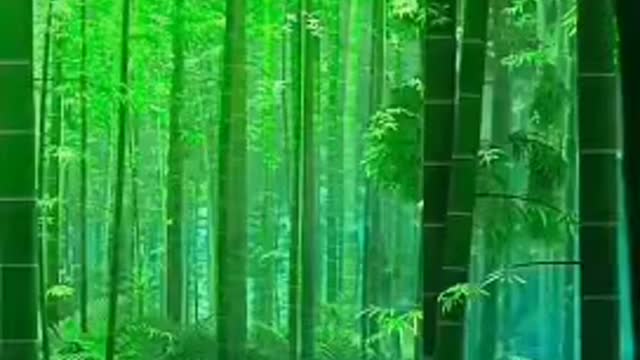 Bamboo forest scenery