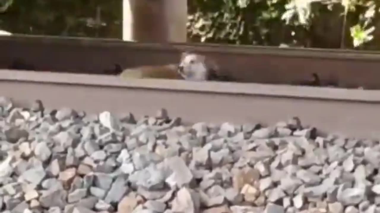 Cool dog under fast moving train