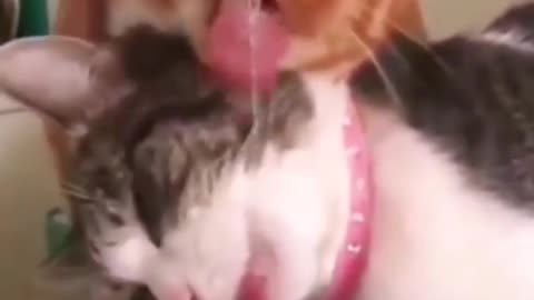 pet prank tiktok funy video