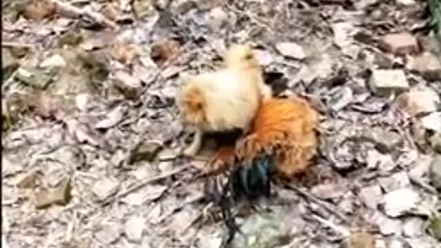 Funny Chicken Vs Dog Fight - Funny Dog and Chicken Fight Video