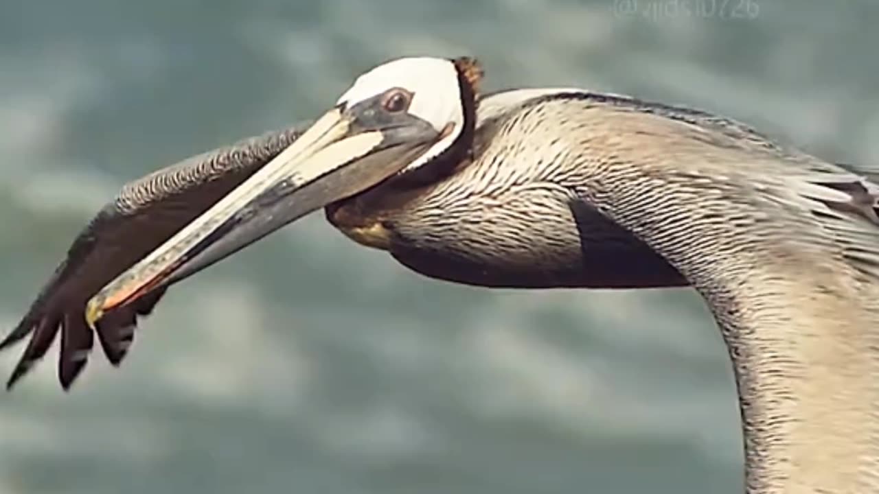 Majestic Guardians: Falcon Hunting and Parental Protection