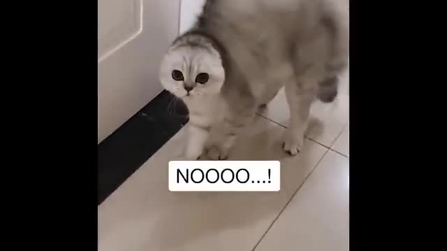 Funny Cats 😹 - Don't Try To Stop Laughing 🤣