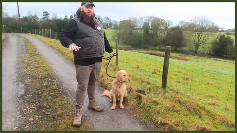 Stop Your Dog PULLING On The Leash