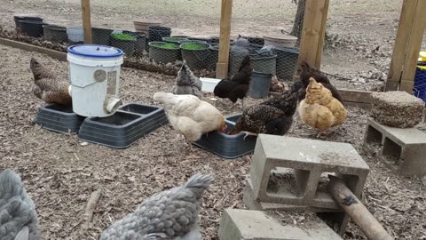 Bauducco Maria Cookies. Chickens say, "These are dry. No dip?"