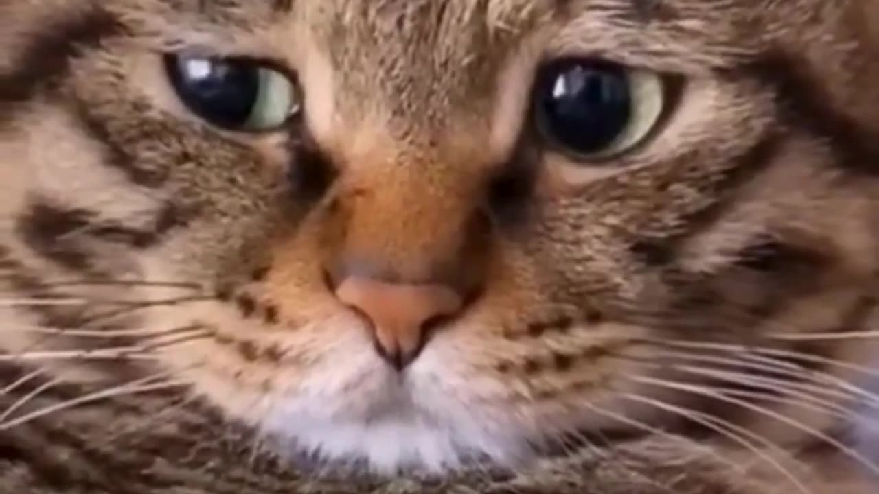 Cute And Funny Cats 😍😍😅😅 #viral #shorts #reels #cat #cats #pets #catsshare