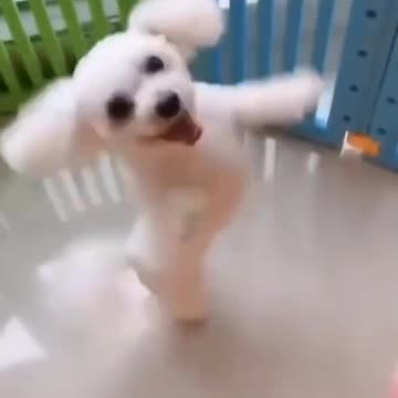 Happy, Dancing Dog - Powered By Steam Pets