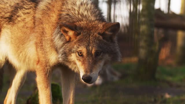 Wolf Looking Towards Camera