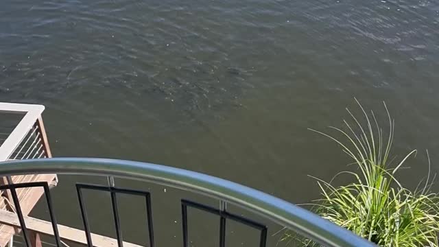 Mullet schooling at the springvale