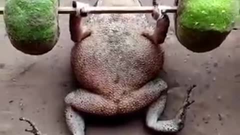 Frog Funny Video..😁😁 Fun Video..