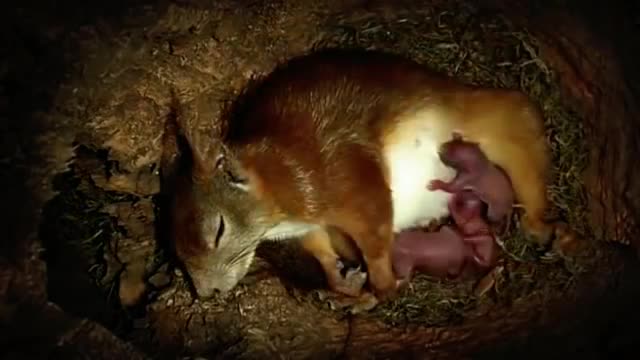 This Is How Squirrels Give Birth... It's Too Cute