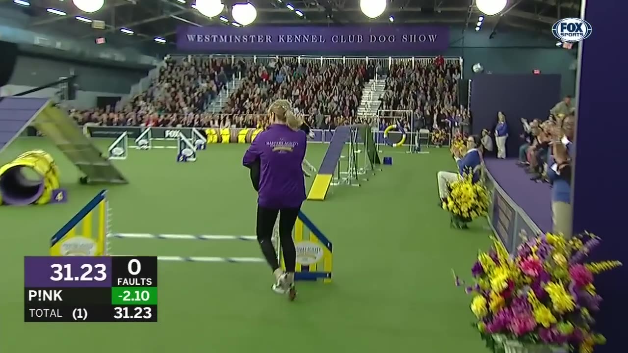 Pink the border collie wins back to back titles at WKC masters agility