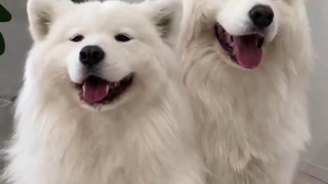 Funny Dogs