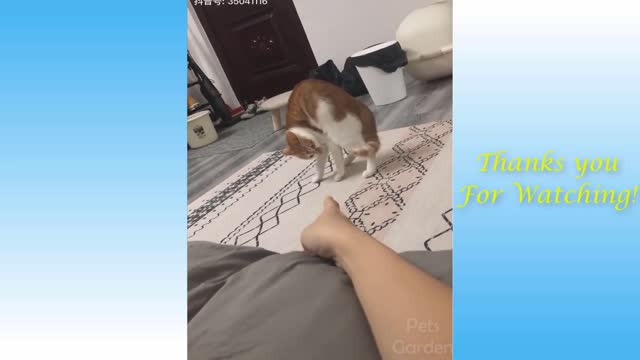 Cute Cats and Funny Dogs