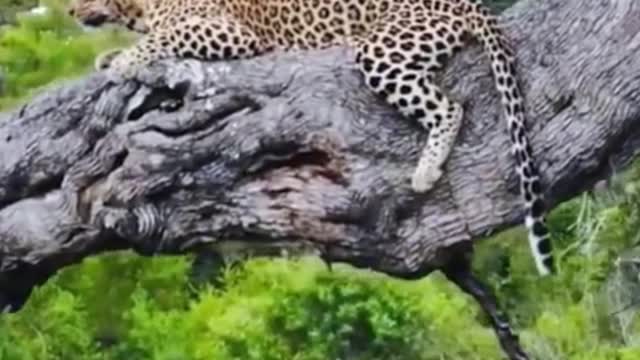 The cheetah rested in a tree