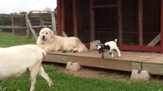 Two little goats - first day out