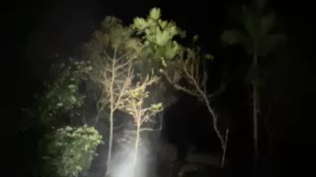 Firework in the jungle