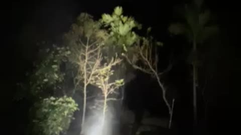 Firework in the jungle