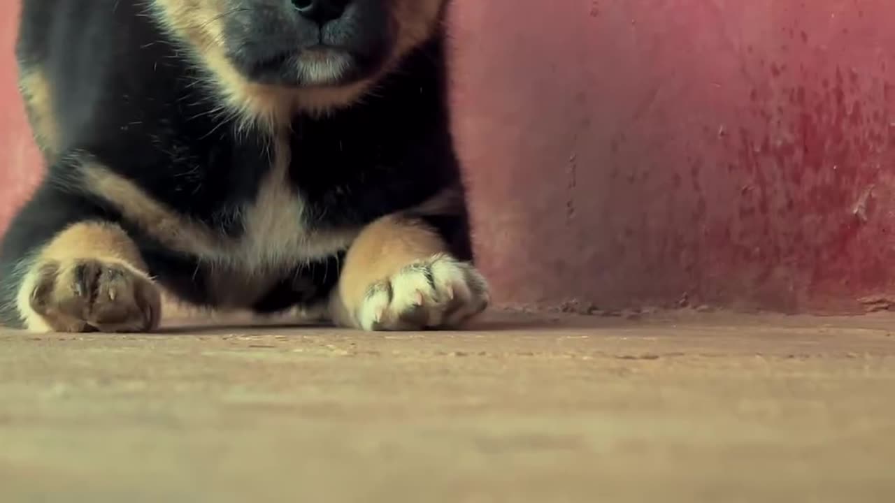 So cute dogs 🐶 i love ❤️