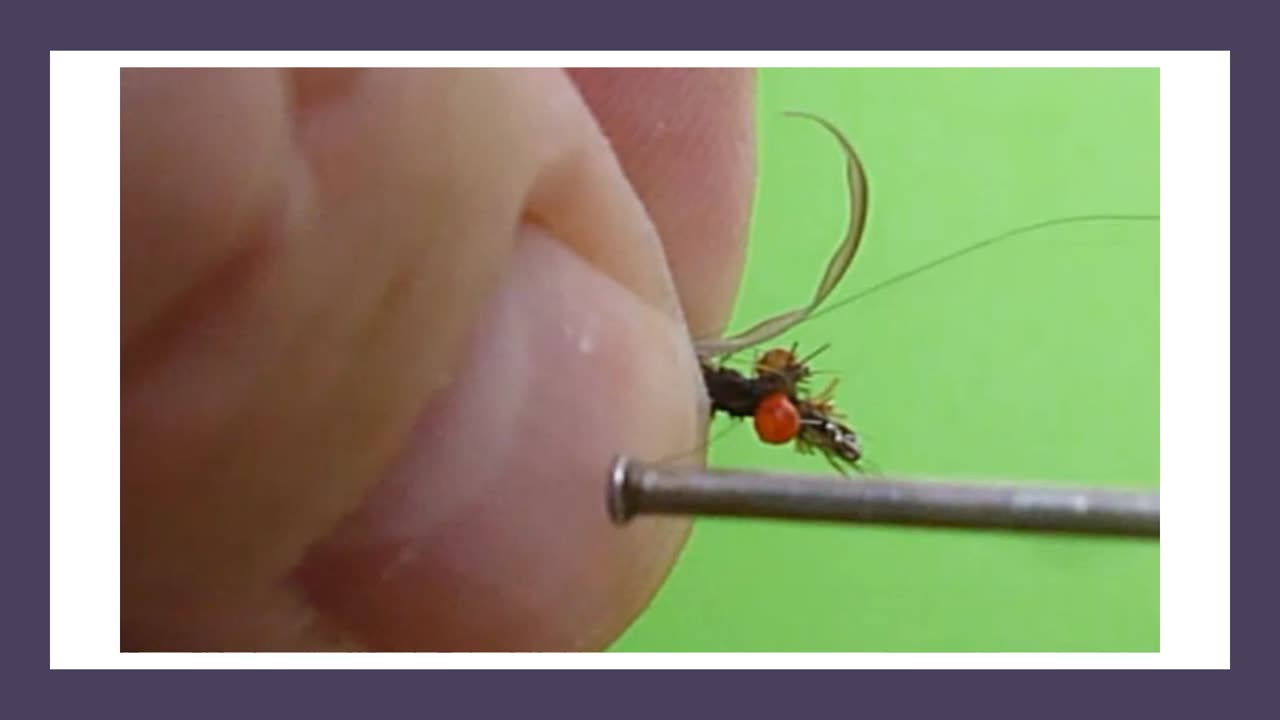 Pupae Weighted Nymphs