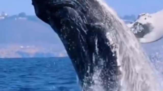 Whales jumping out of the water