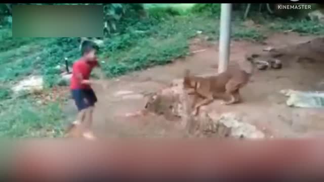 Boy play with Dog