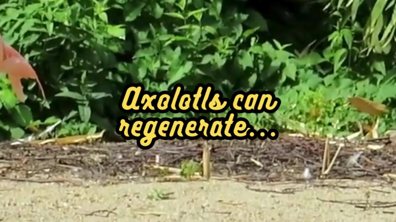 Animal Facts Axolotl Regeneration #shorts