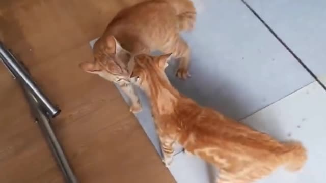 #Viral Cat #fight Cat #funny Cat #Cute Cat #Mama Cat 🐈