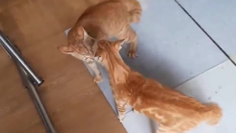 #Viral Cat #fight Cat #funny Cat #Cute Cat #Mama Cat 🐈