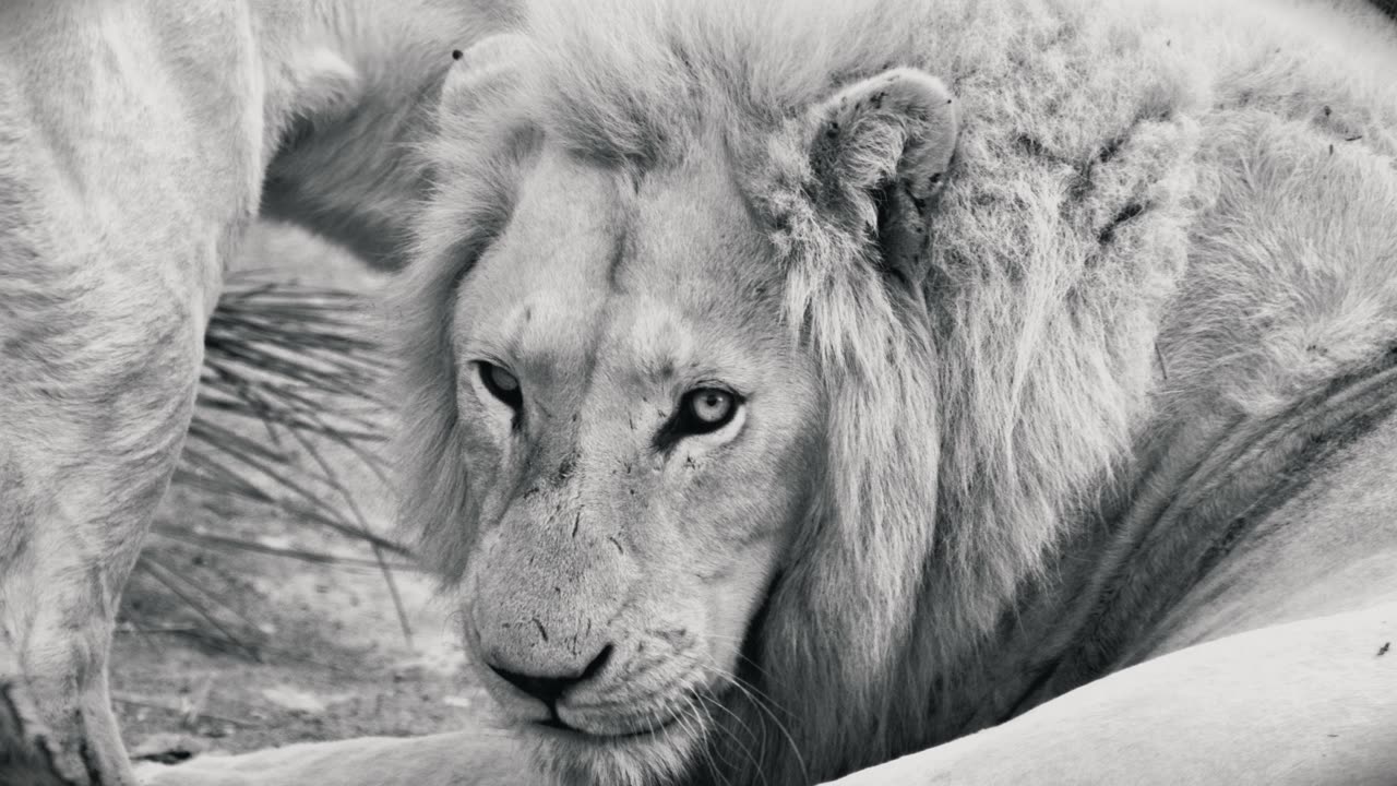 This Tiger Showed No Mercy For Zookeeper Kanu