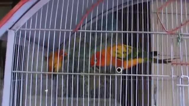 My sun conure parrot