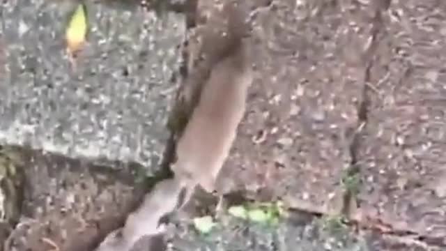 Mom, are we there yet? 👀🐀 Adorable mouse family marches in single file behind mother