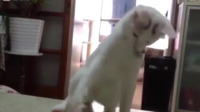 when cats doing a ritual for giving 9 lives