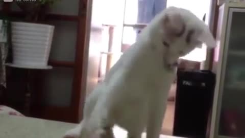 when cats doing a ritual for giving 9 lives