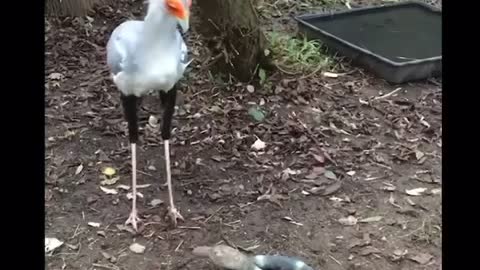 ‼️🤣 THIS Bird Is NOT Having It !! ‼️🤣