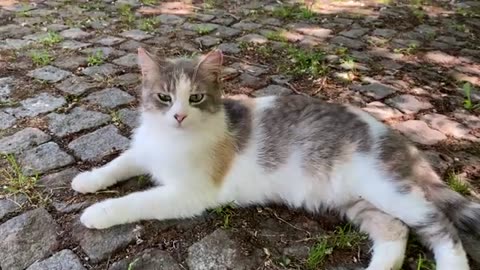 Incredibly beautiful Cats living in the park. I gave them food.