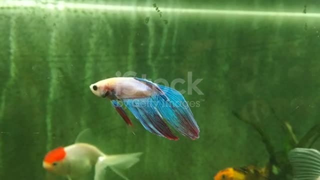 fish video