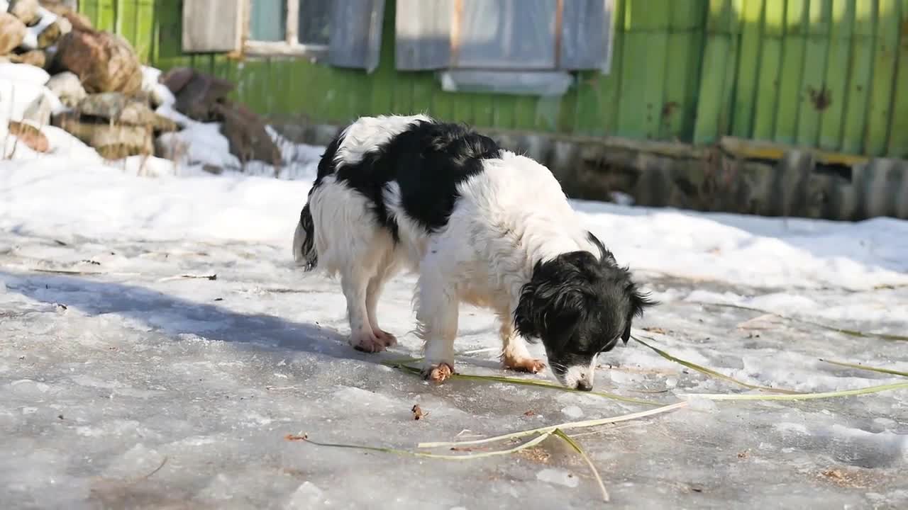 Portrait of a mongrel dog in winter