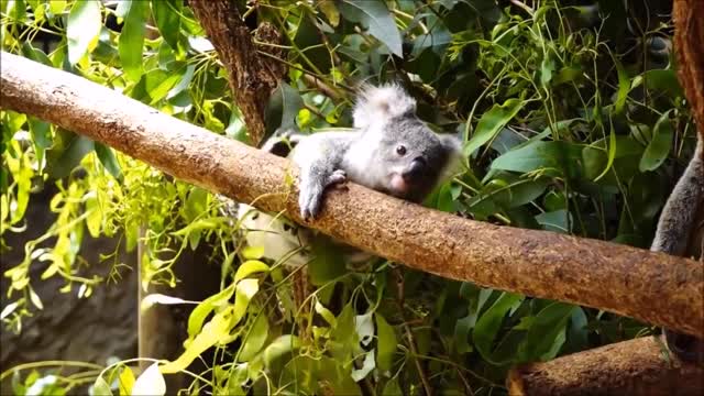 Baby Koala Bears Playing & Climbing - CUTEST Compilation Video