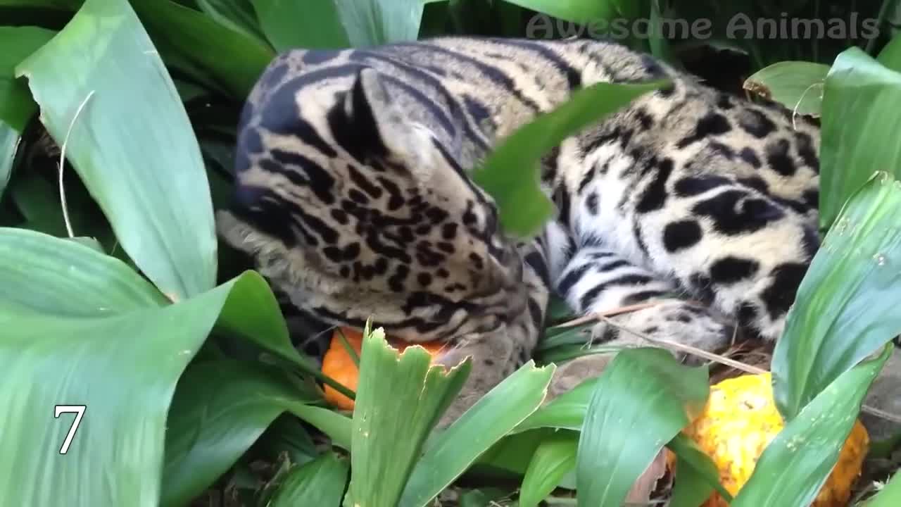 🐈 cat mode tiger..