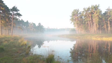 Forest beauty video, nature's beauty, must watch