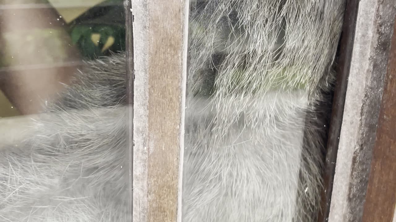 Silly Sloth Won't Let Go of Door