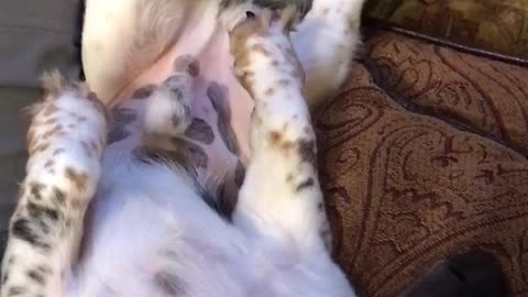 Spotted dog's legs twitch while sleeping