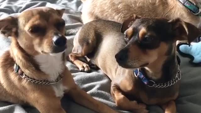 Brown dog laying in bed doesn't like other dog getting scratched