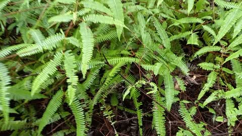 Species endemic to Brunei Darussalam cloud forests