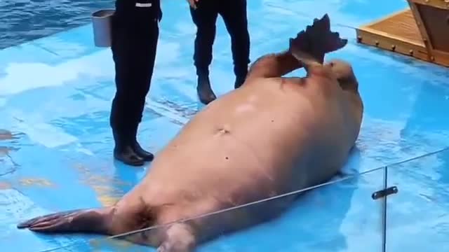 very cute seal