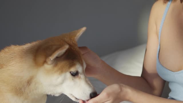 This pet is behind your snack