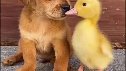 Cute small dog carrying duck in his mouth