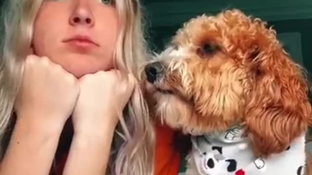 Funny Tiktok Dogs compilation video.